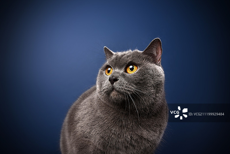 蓝色背景中的英国短毛猫图片素材