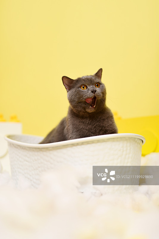 黄色背景中的英国短毛猫图片素材