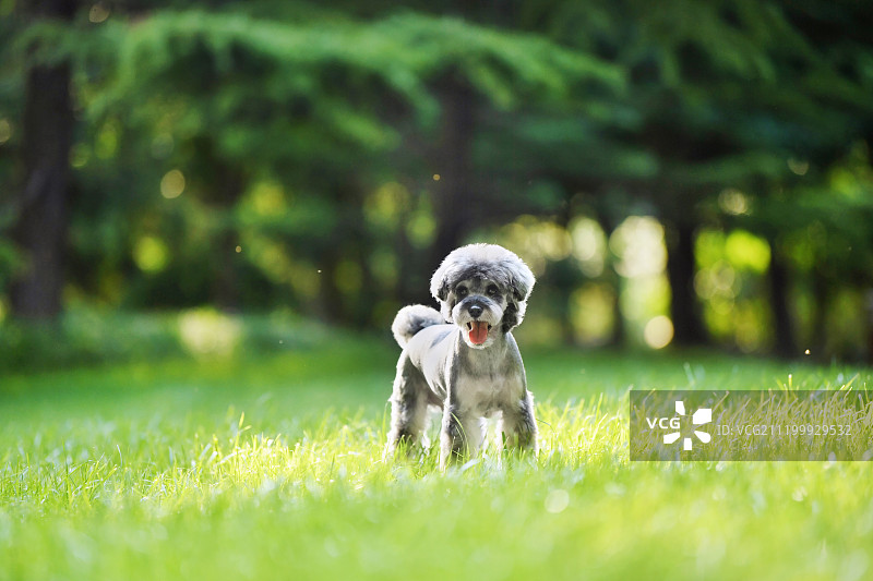 草地上的雪纳瑞犬图片素材