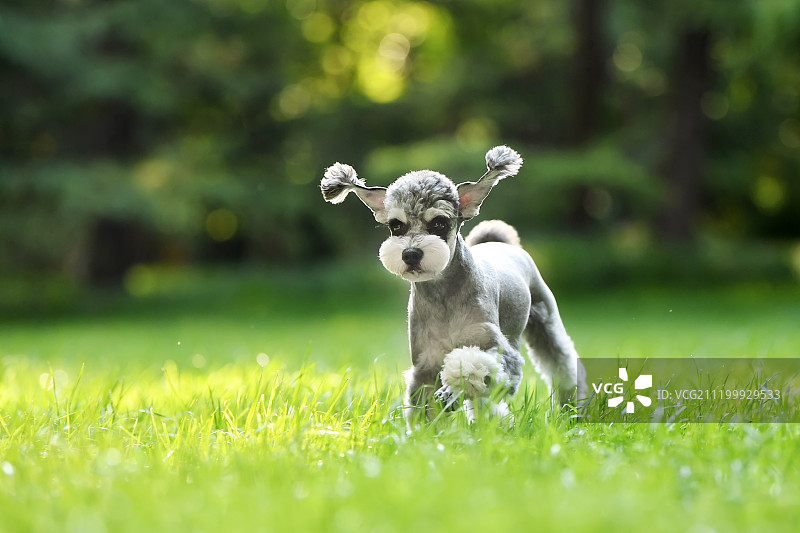 草地上的雪纳瑞犬图片素材