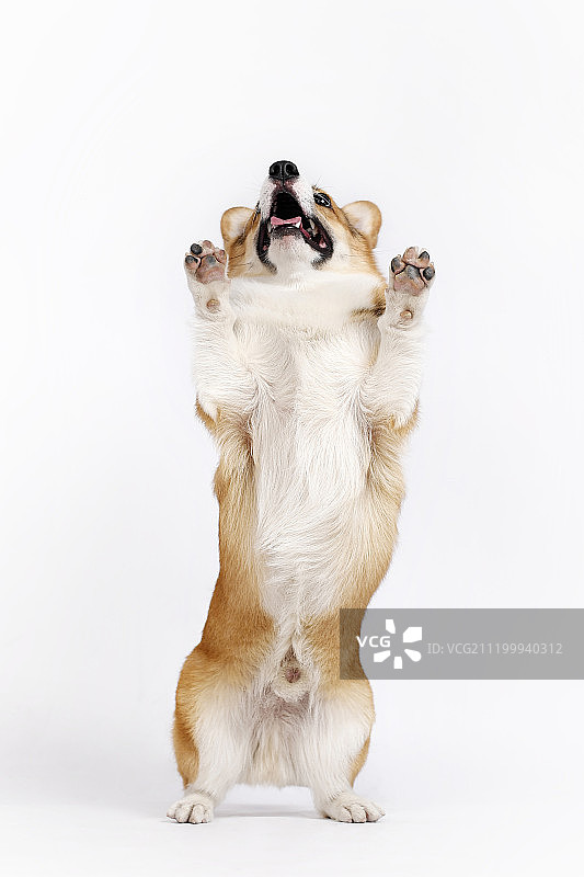 白色背景上的柯基犬图片素材