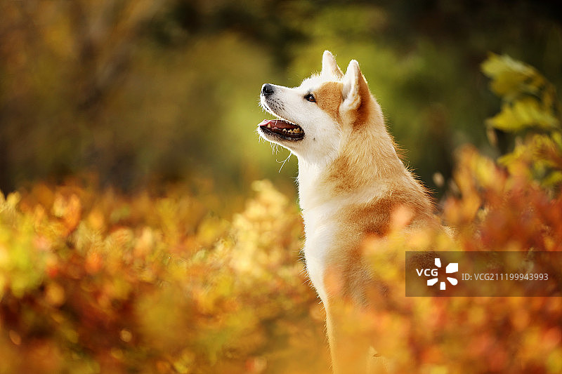 秋景中的秋田犬图片素材