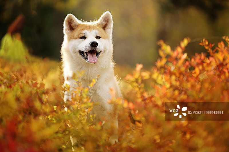 秋景中的秋田犬图片素材