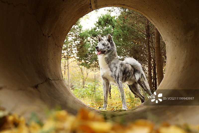 秋景中的秋田犬图片素材
