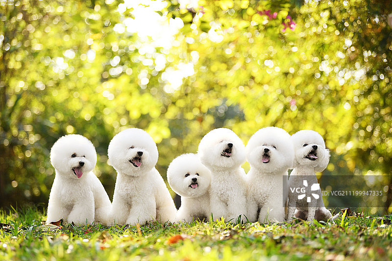 比熊犬合影图片素材