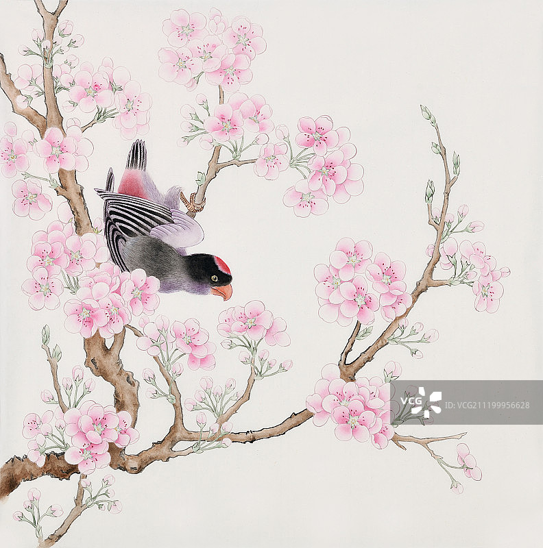 杏花鹦鹉图片素材