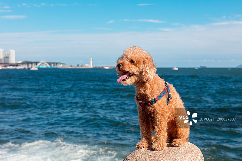 青岛海边的宠物狗图片素材