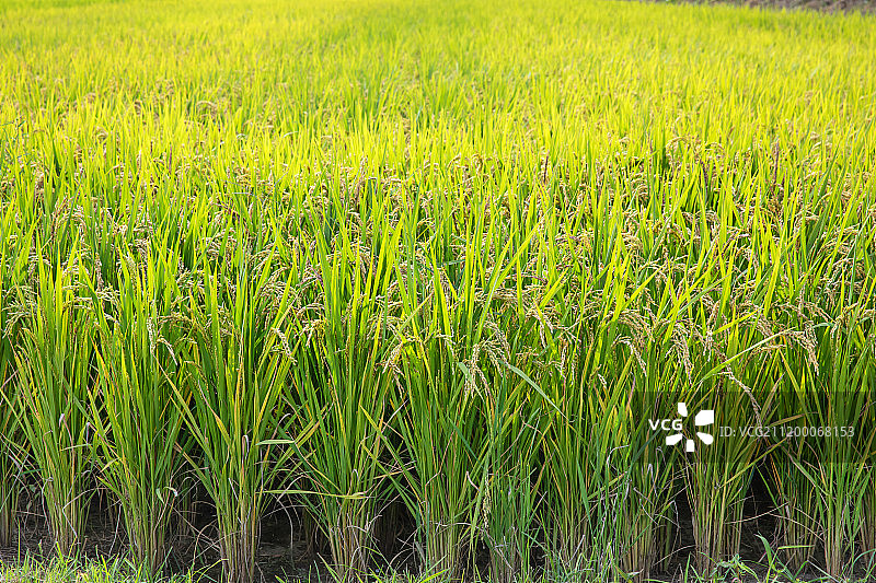 农业、乡村景观、水稻图片素材