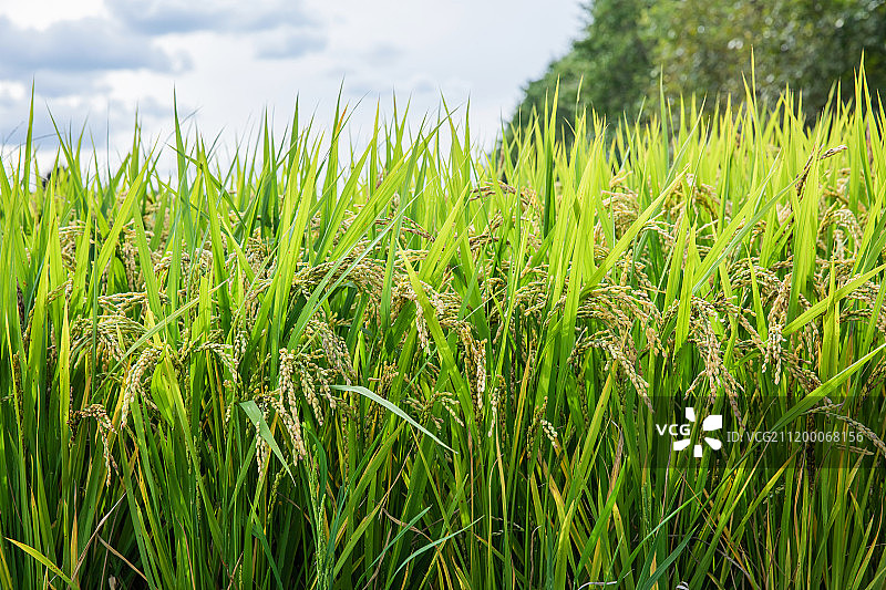 农业、乡村景观、水稻图片素材