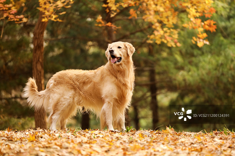 秋景中的金毛犬图片素材