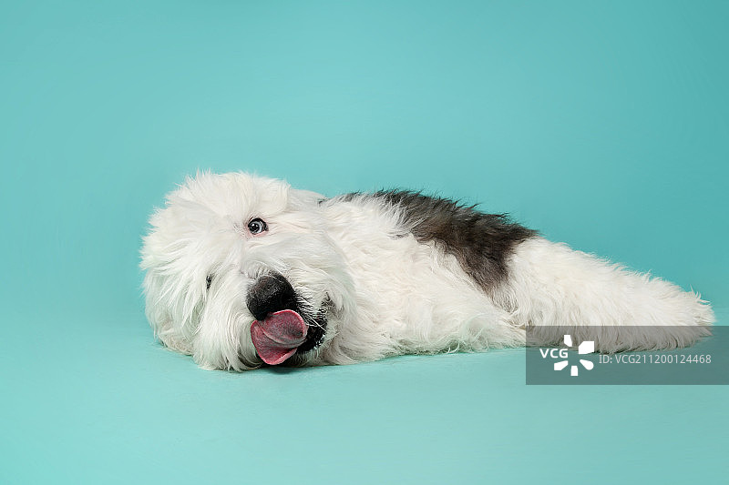 可爱的古代牧羊犬图片素材