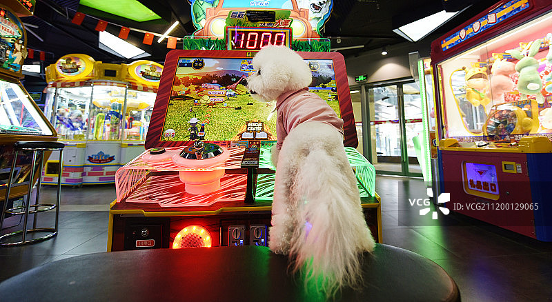 商场里的比熊犬图片素材