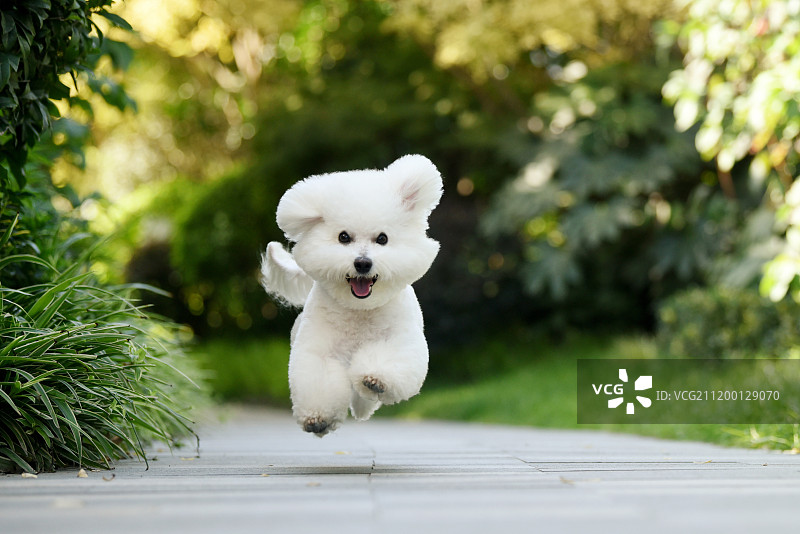奔跑中的比熊犬图片素材