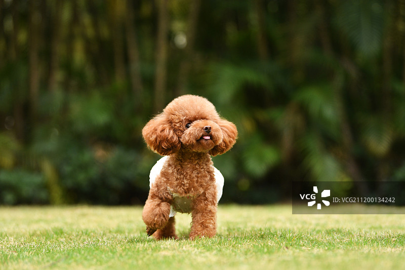 公园里的贵宾犬图片素材