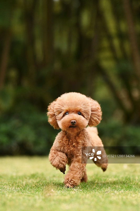 公园里的贵宾犬图片素材