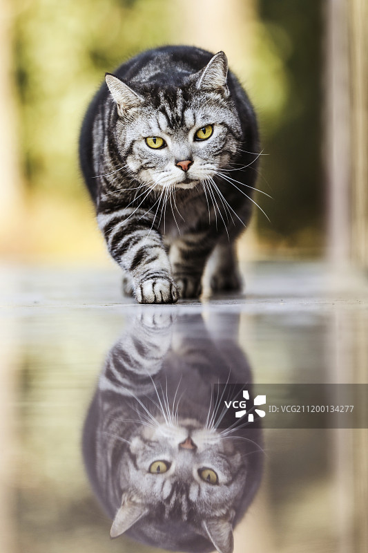 公园里的猫图片素材