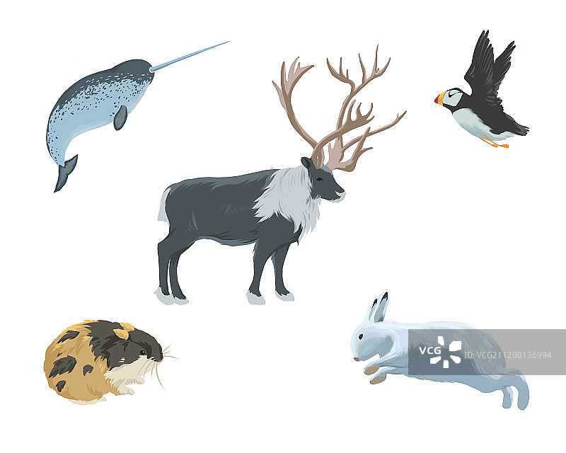 北极圈动物图片素材