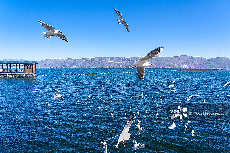 洱海上的海鸥图片素材