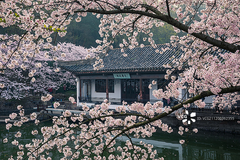 长春花漪图片素材