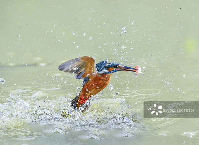 普通翠鸟图片素材