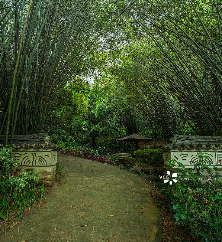 越秀公园竹林图片素材