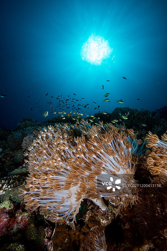 仰拍花伞软珊瑚图片素材