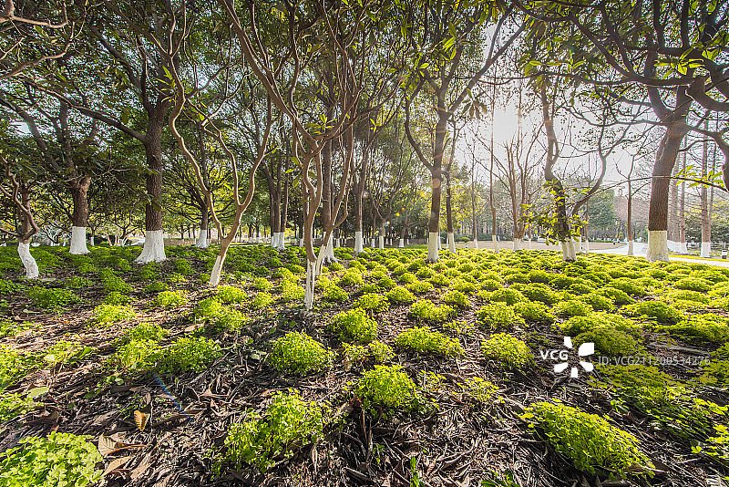 校园草地休息处图片素材