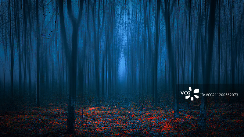 浙江杭州魔幻的树林图片素材