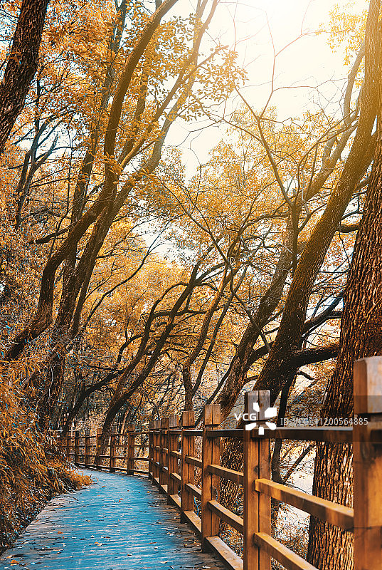 长沙省植物园秋天的林荫小道图片素材