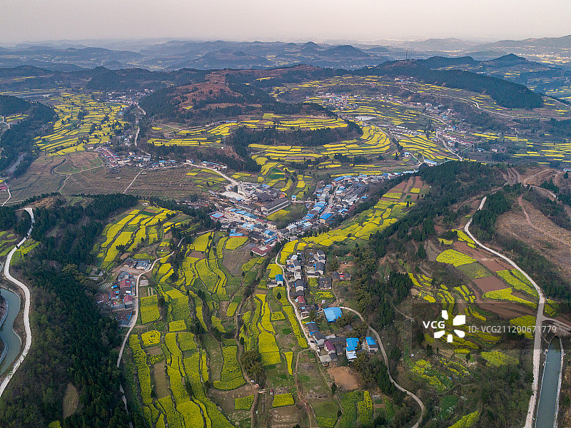 四川德阳油菜花田图片素材