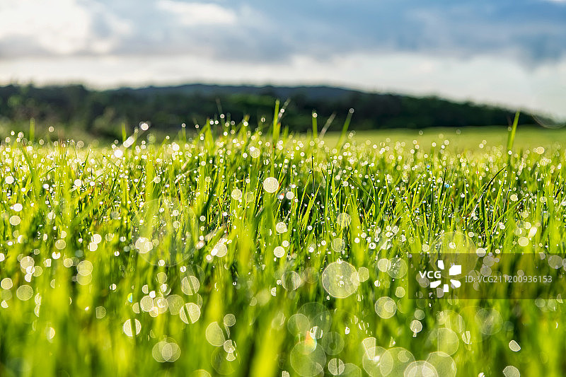 台湾南部恒春镇清晨带有露水的草坪图片素材