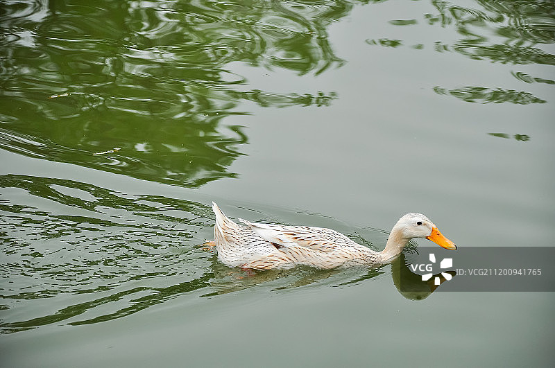 小溪里游弋的鸭子图片素材