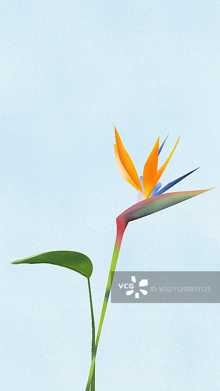 小清新植物手机壁纸手机锁屏鹤望兰图片素材