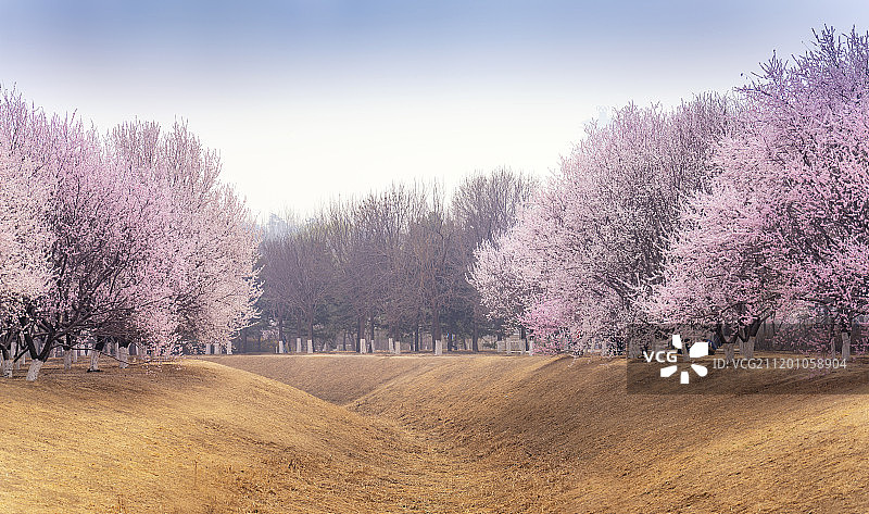 北京奥林匹克森林公园桃花林图片素材
