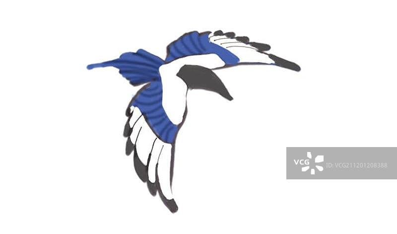 喜鹊飞舞图片素材