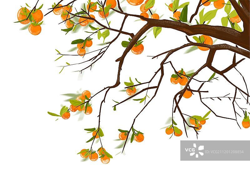 秋天柿子树图片素材