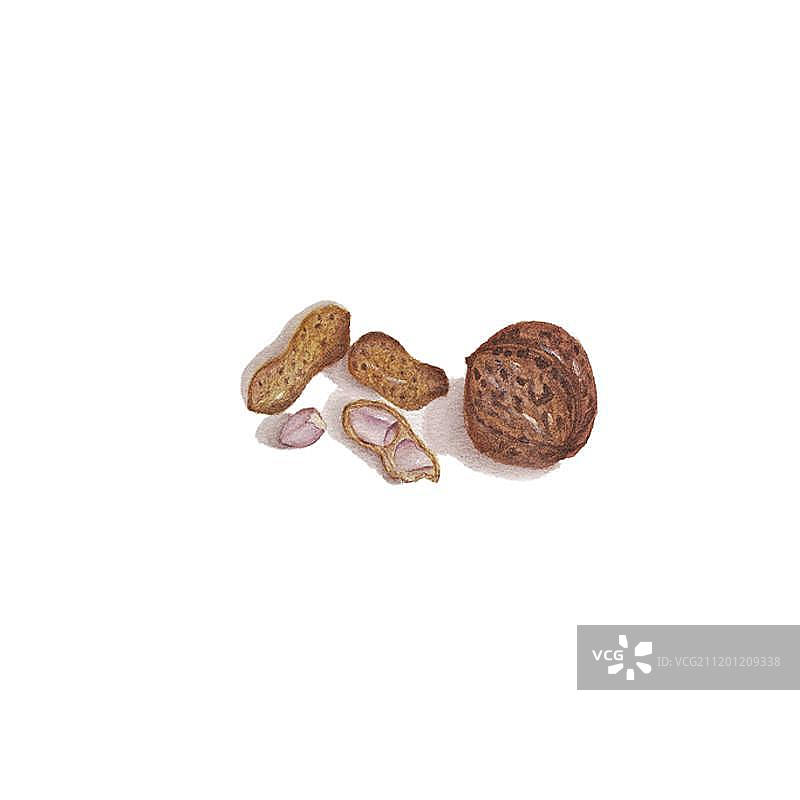 水彩手绘的核桃花生图片素材