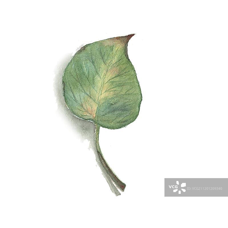 水彩手绘的黄色绿萝叶子图片素材
