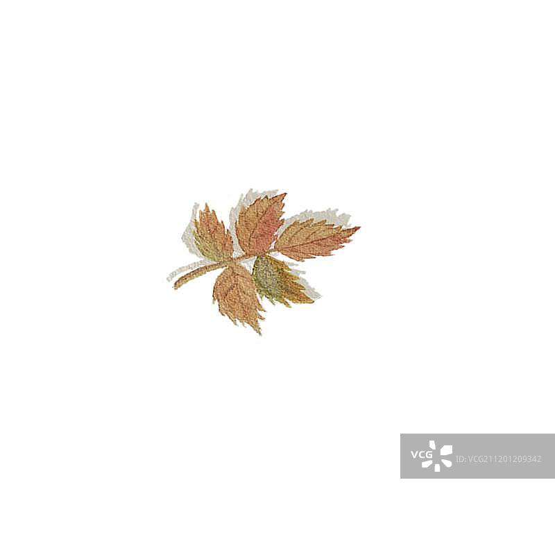 水彩手绘的黄绿色叶子图片素材