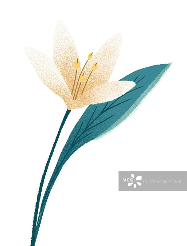 百合花朵装饰图片素材