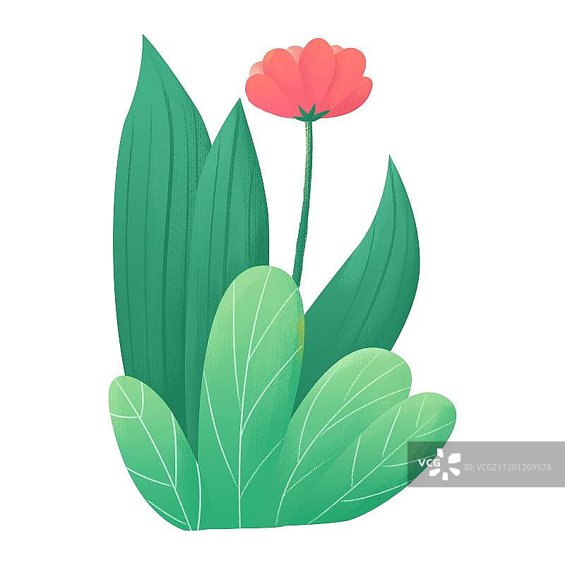 开红花的植物图片素材