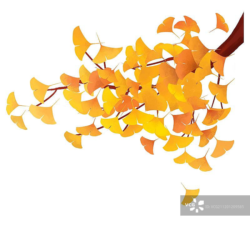 黄色的银杏树枝图片素材