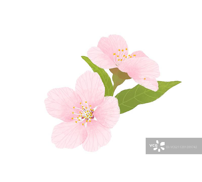桃花图片素材