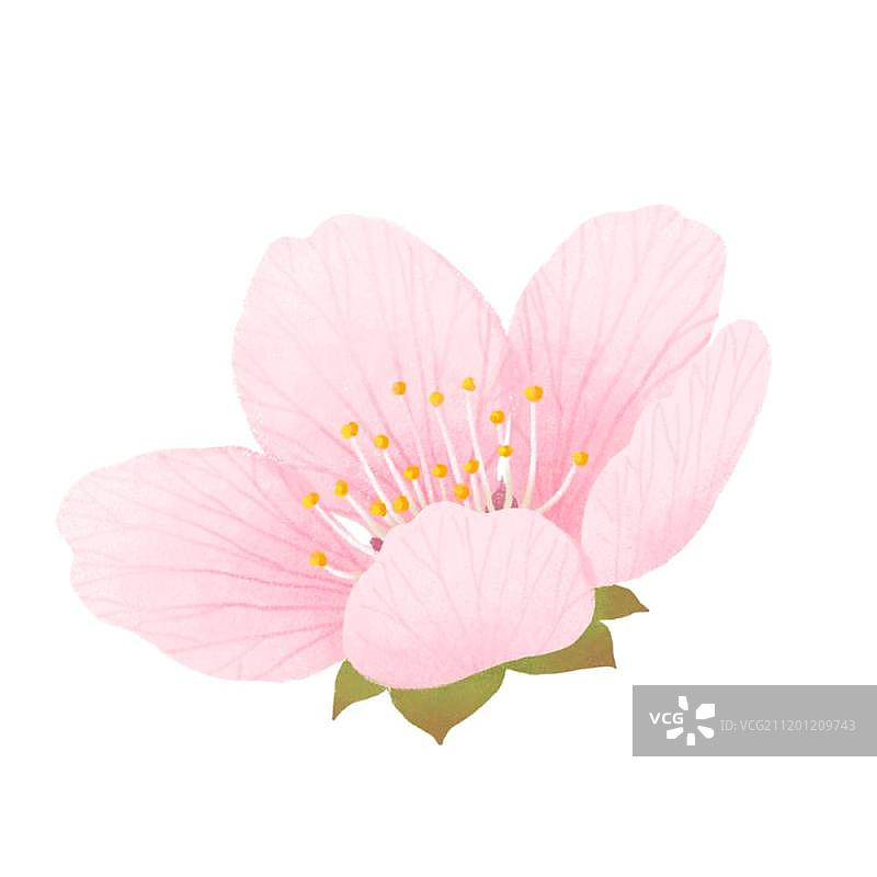 一朵桃花图片素材