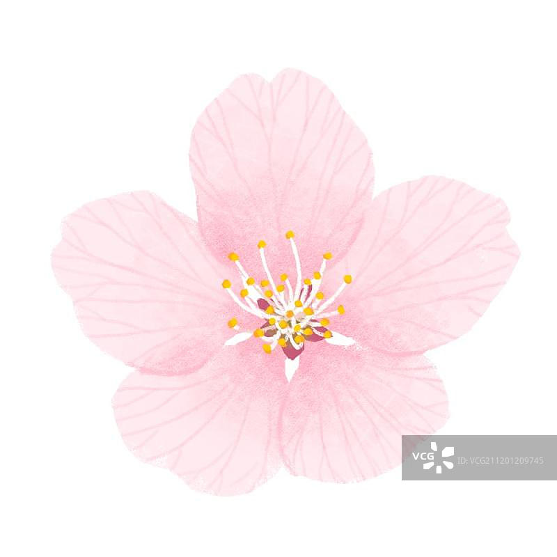 一朵桃花图片素材