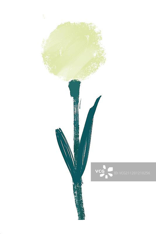 绿色大葱的花图片素材