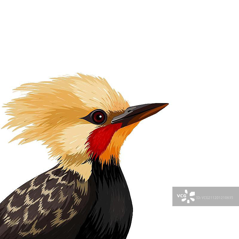 有斑纹的鸟图片素材