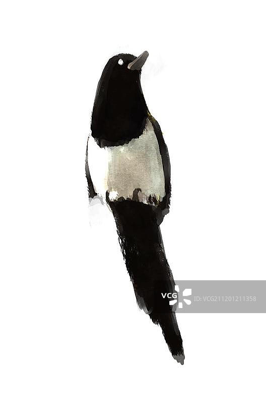 喜鹊伫立图片素材