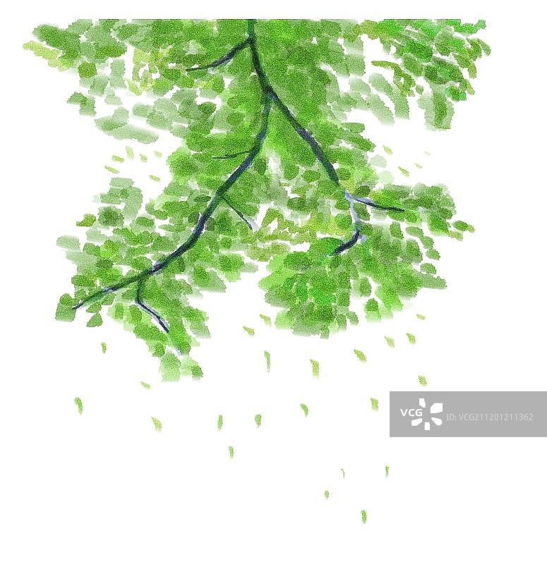 槐树枝图片素材