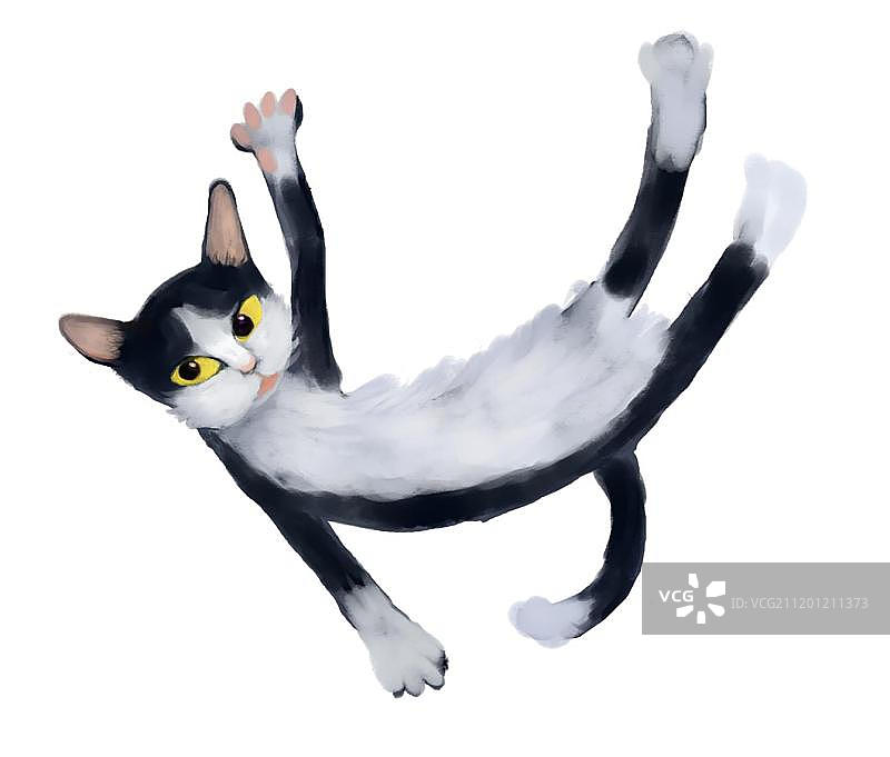 黑白猫飞起图片素材
